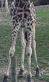 Giraffe_legs