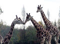 Giraffes_01