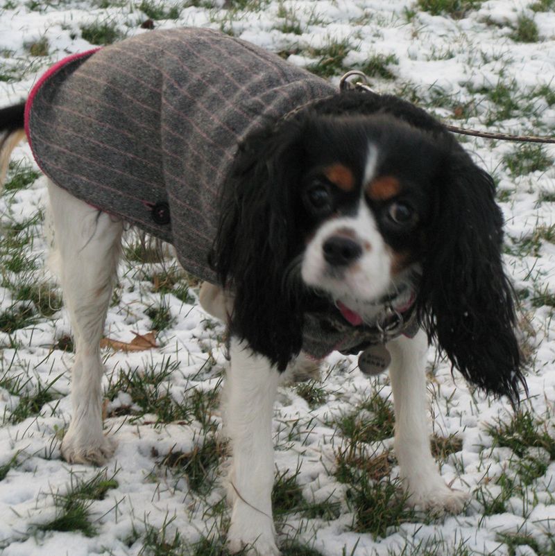 Boubou n a pas froid en Manteau Ines de la Fressange