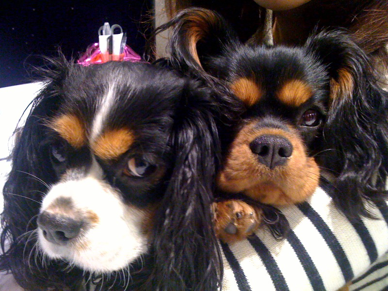 Cavalier King Charles Les noirs sont il plus voleurs que les blancs