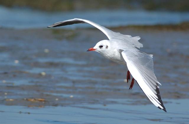 Mouette_rieuse non atteinte de DMLA à 86 ans car elle mange du poisson